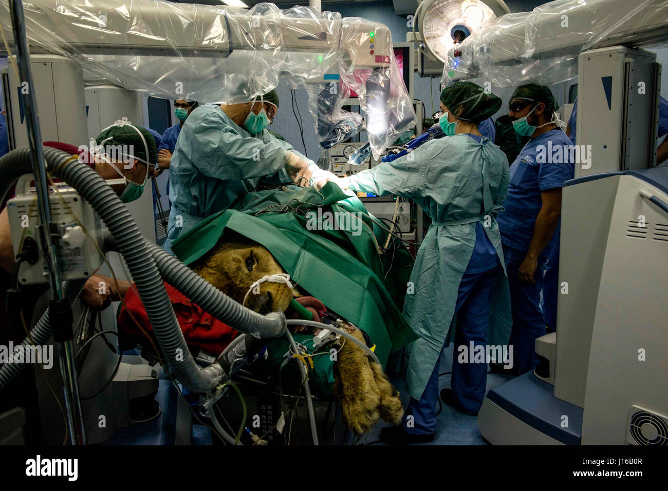 A ROBOT has become the world’s first at performing surgery on a LION. When eight-year old lion Leonardo went under the knife to remove an adrenal tumour, few could have imagined he would be walking around like normal in just three hours. The medical team, led by head of the Anaesthesia Operative Unit at Lodi Veterinary Hospital, Giuliano Ravasio, used a Telelap ALF-X surgical robot to perform the pioneering surgery. Stock Photo