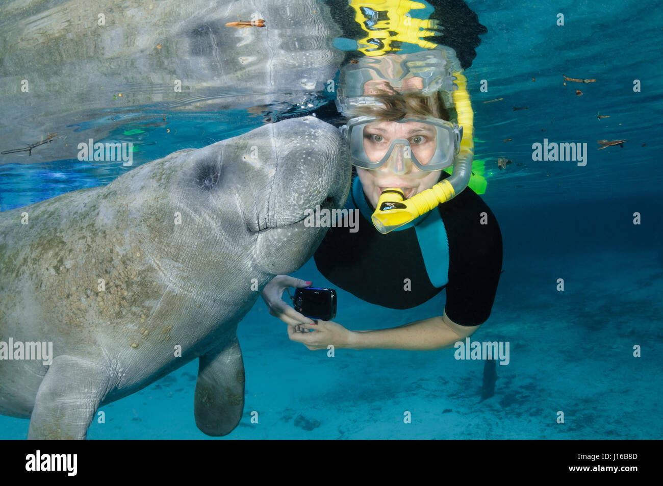 CRYSTAL RIVER, FLORIDA: Denise Francis shows her delight when a manatee decided to nuzzle her  mask. WILD half-ton manatees are so in love with their human pals that they cannot resist touching, kissing and posing for selfies with them. A particular “manatee magnet” is Theo Grant who attracts the curious marine mammals – nicknamed sea cows – by pretending to be manatees. This means floating in the water and moving slowly just like one of the gentle giants. Theo is so successful at this that several of the lady manatees are in love with him, according to his wife, US photographer Carol Grant (5 Stock Photo