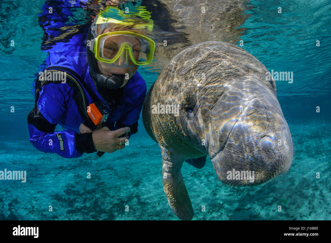 CRYSTAL RIVER, FLORIDA:  Captain Stacy Dunn is delighted to see this playful manatee up  close and undisturbed. WILD half-ton manatees are so in love with their human pals that they cannot resist touching, kissing and posing for selfies with them. A particular “manatee magnet” is Theo Grant who attracts the curious marine mammals – nicknamed sea cows – by pretending to be manatees. This means floating in the water and moving slowly just like one of the gentle giants. Theo is so successful at this that several of the lady manatees are in love with him, according to his wife, US photographer Car Stock Photo