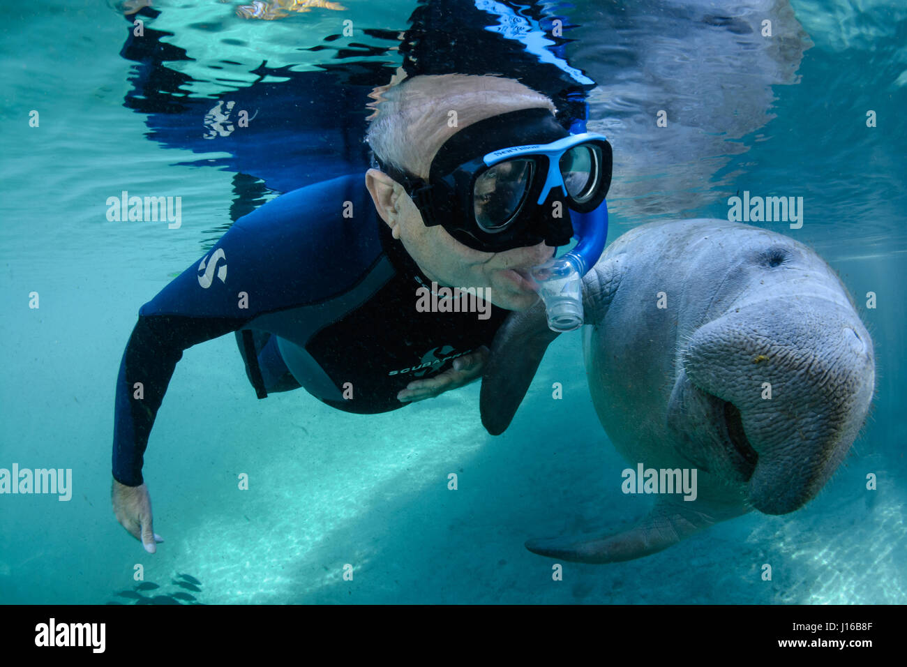 CRYSTAL RIVER, FLORIDA: husband Theo Grant, with a very gentle and clam demeanor, attracts a  female manatee who refused to leave his side. WILD half-ton manatees are so in love with their human pals that they cannot resist touching, kissing and posing for selfies with them. A particular “manatee magnet” is Theo Grant who attracts the curious marine mammals – nicknamed sea cows – by pretending to be manatees. This means floating in the water and moving slowly just like one of the gentle giants. Theo is so successful at this that several of the lady manatees are in love with him, according to h Stock Photo