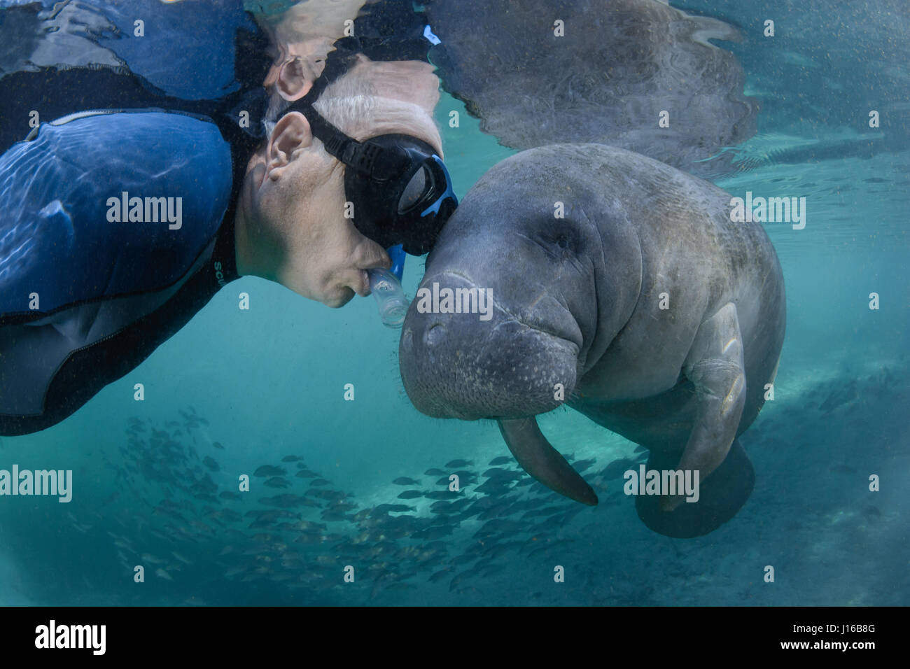 CRYSTAL RIVER, FLORIDA: husband Theo Grant is a manatee magnet. This female manatee seemed to be  communicating some secret to him.  WILD half-ton manatees are so in love with their human pals that they cannot resist touching, kissing and posing for selfies with them. A particular “manatee magnet” is Theo Grant who attracts the curious marine mammals – nicknamed sea cows – by pretending to be manatees. This means floating in the water and moving slowly just like one of the gentle giants. Theo is so successful at this that several of the lady manatees are in love with him, according to his wife Stock Photo