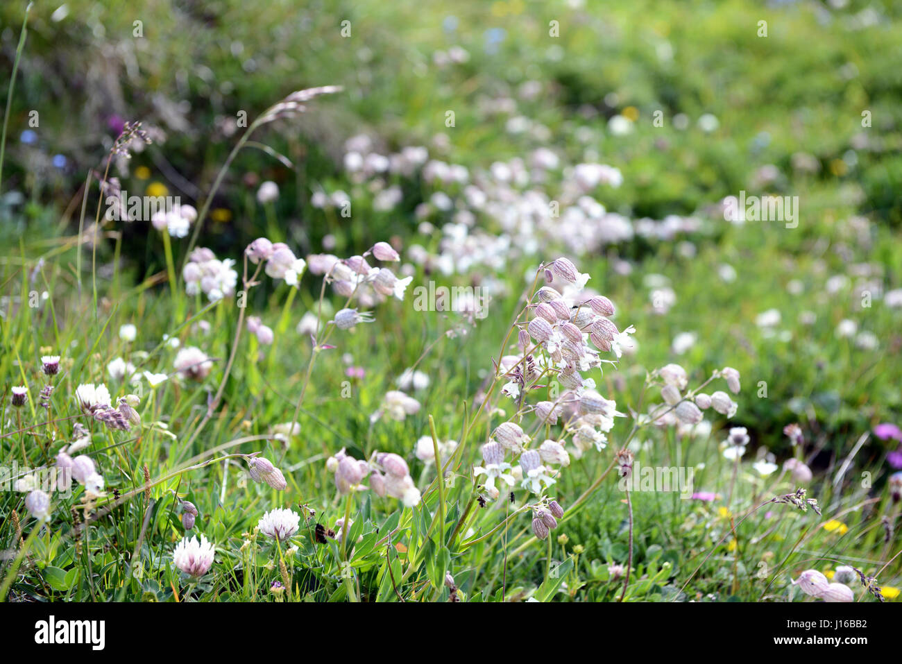 Bladder Campion (Silene vulgaris) on a alpine meadow. Stock Photo