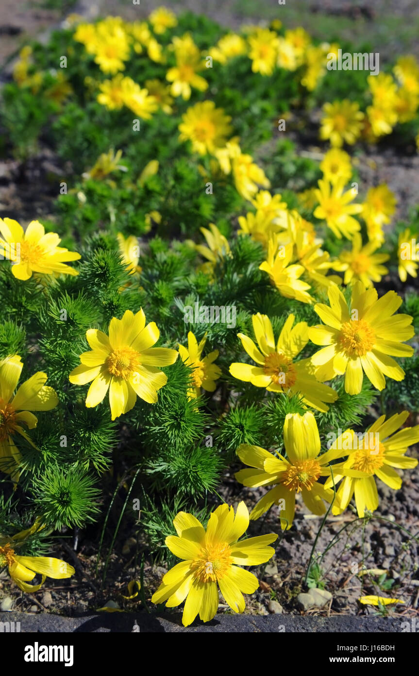 adonis flower(Adonis vernalis). also known as pheasant's eye, spring pheasant's eye, yellow pheasant's eye and false hellebore Stock Photo