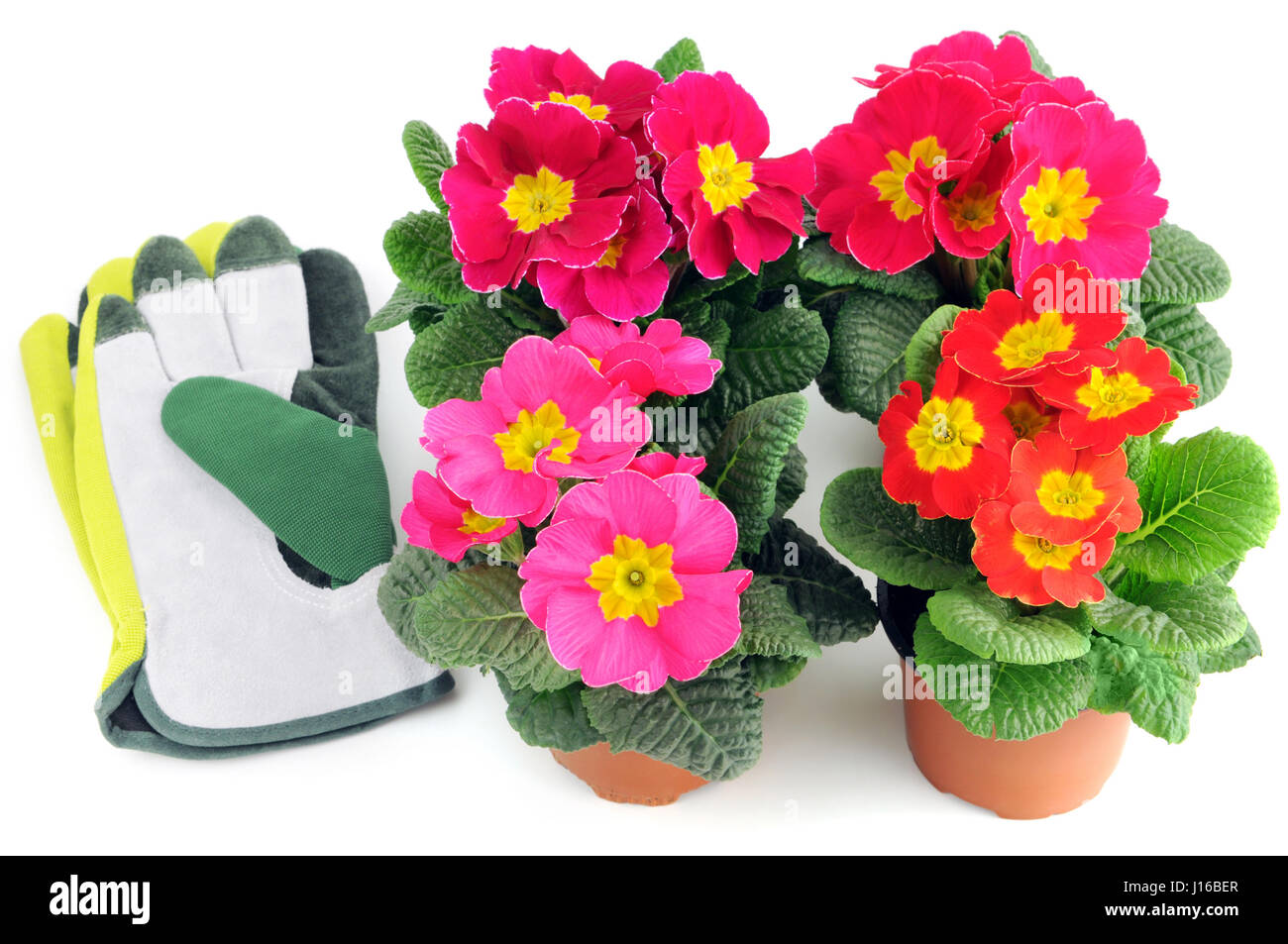 group of primula flowers on a tray box. red, pink, yellow flowerheads ...