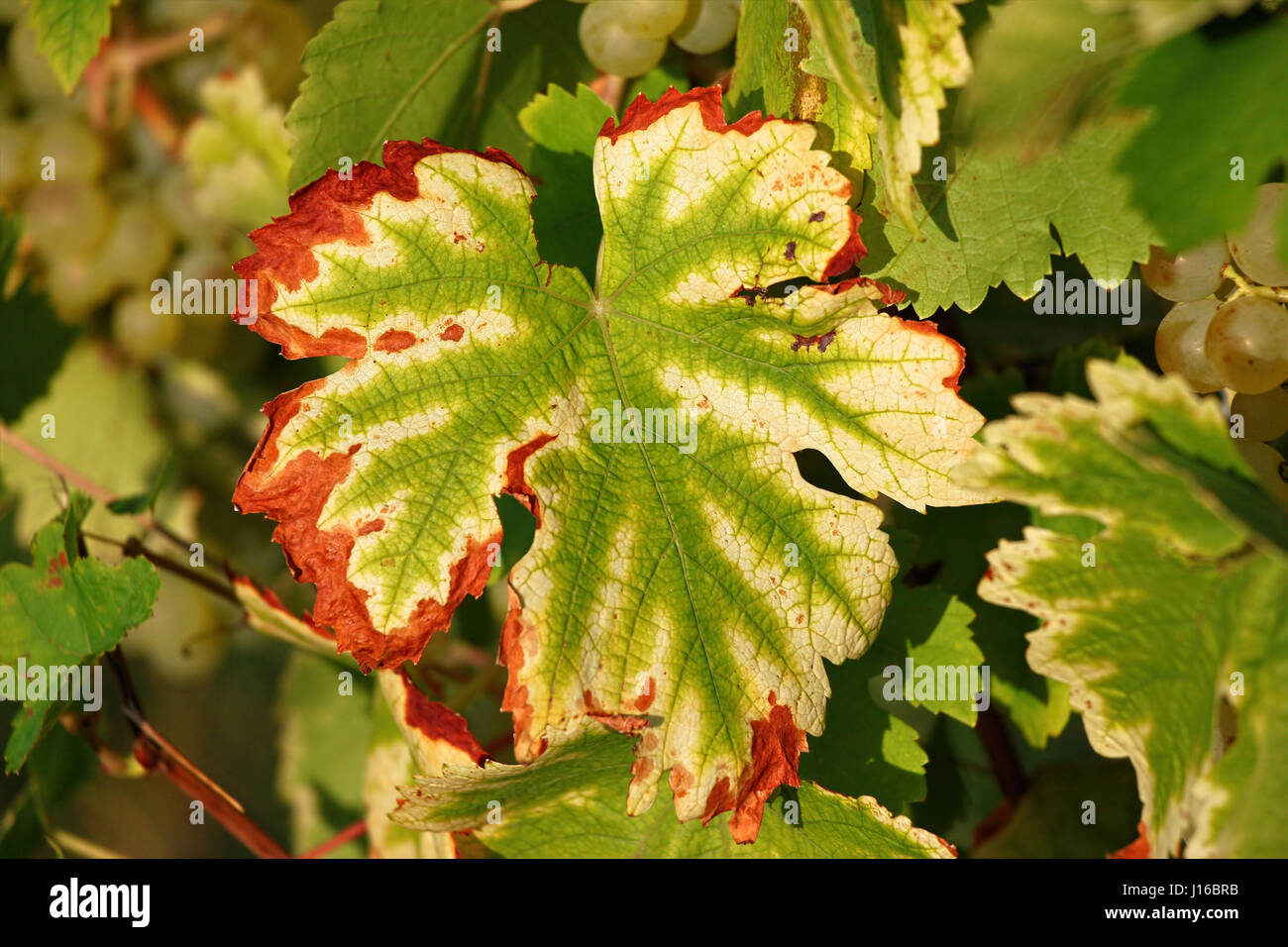 Yellow Orange And Red Autumn Leaves Germany Stock Photo Alamy yellow-orange-and-red-autumn-leaves-germany-stock-photo-alamy