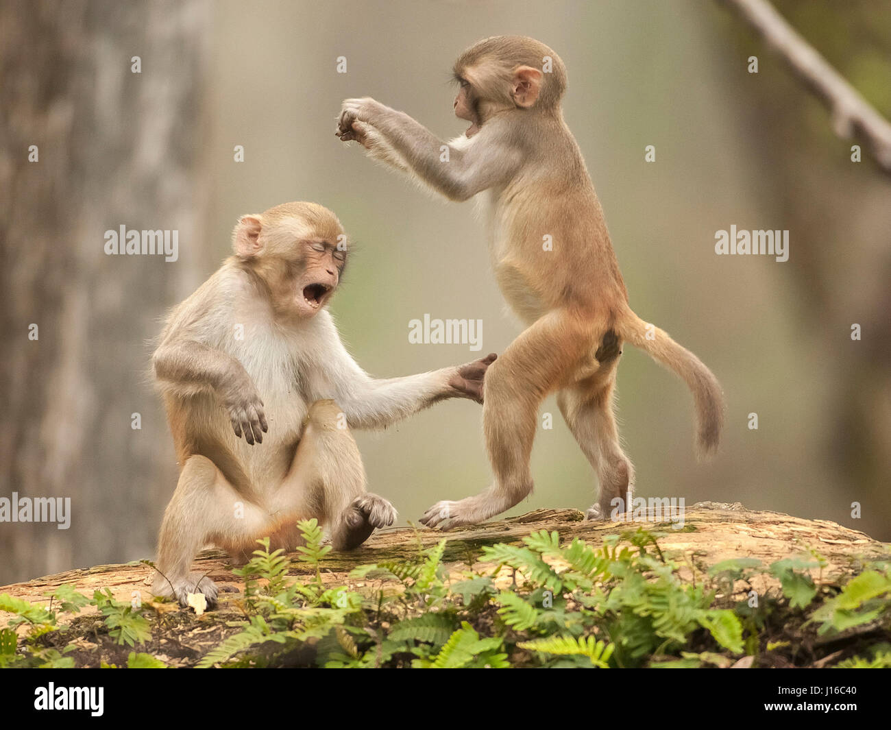 OCALA NATIONAL FOREST, FLORIDA: A MACAQUE fight started off like a Kung Fu  battle before one cheeky monkey decided to lower the tone by grabbing his  adversary by the CROTCH. The eye-watering