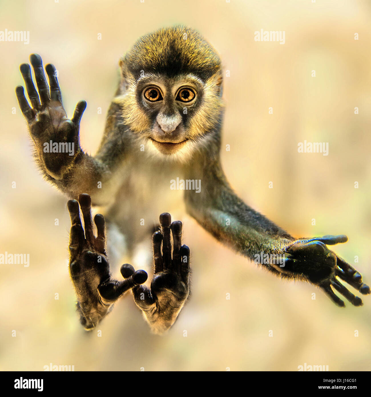 MOSCOW, RUSSIA: A monkey has been snapped getting its kicks from pressing its body against the glass of its enclosure. The curious squirrel monkey wowed visitors outside the Moscow Ocean Park aquarium by leaning it’s back against a tree so it could press it’s hands and feet against the glass to get a good look at its human visitors. The humorous picture was taken by local Moscow resident Svenlana Spirina (28).  COPYRIGHT: Svenlana Spirana / Media Drum World Stock Photo