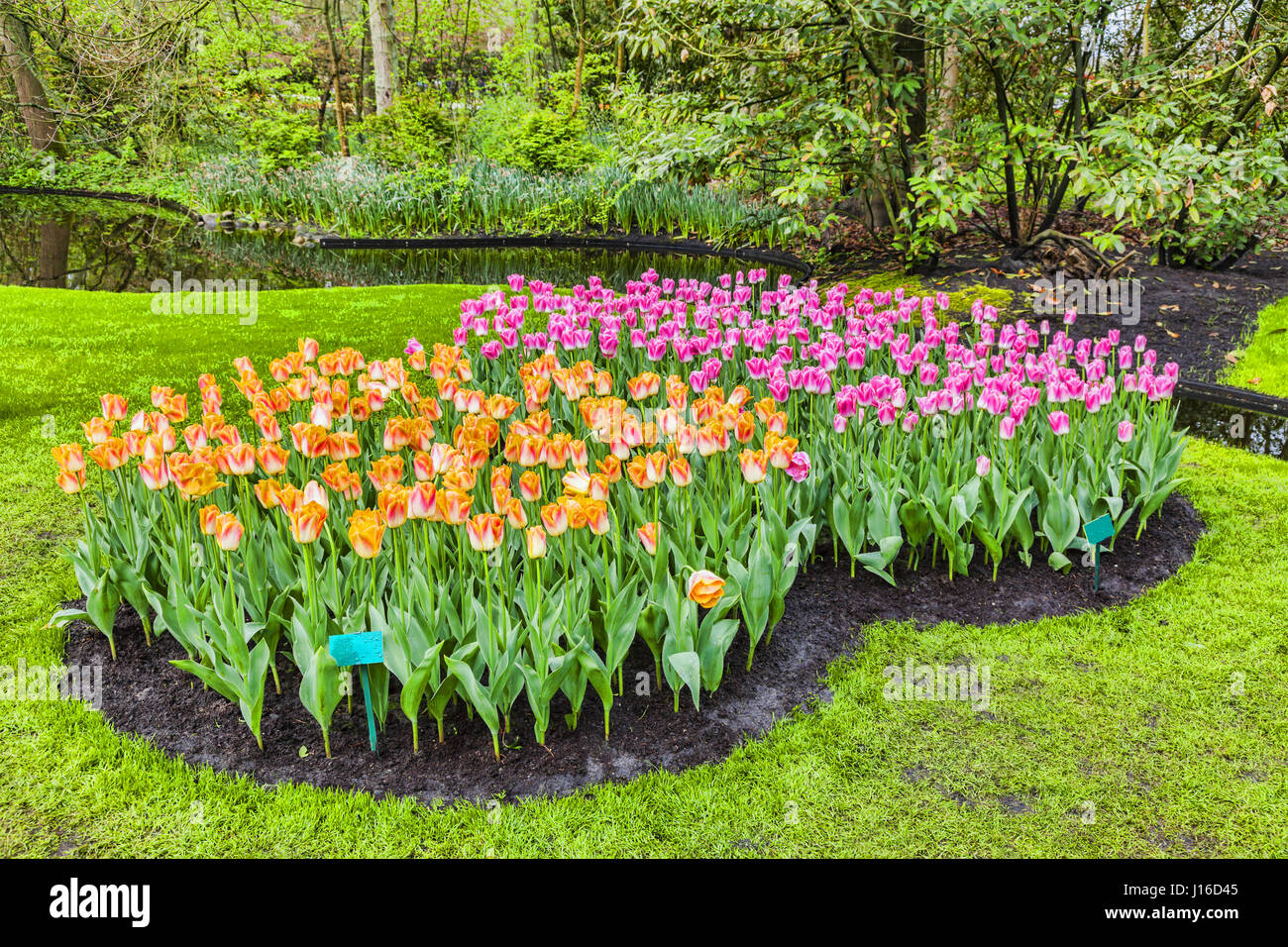 Blooming tulips in Keukenhof park in Netherlands, Europe Stock Photo ...