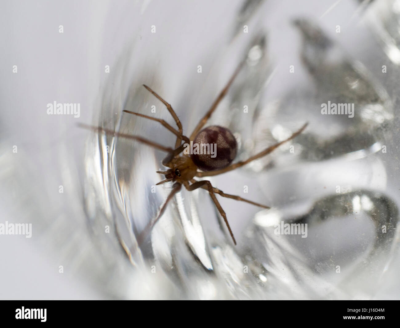 Female Noble False widow spider, steatoda nobilis, caught in a patterned glass. Stock Photo