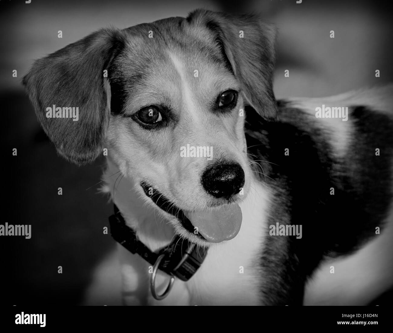 Hollwood Studio style portrait of beagle cross dog (George Clooney of the animal world) Stock Photo