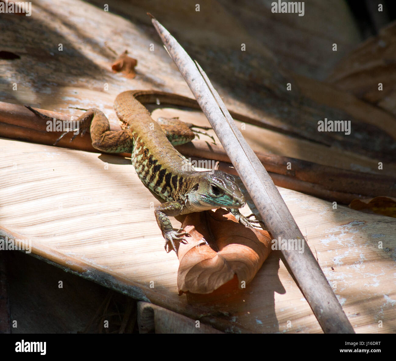 A Central American Whiptail Lizard, Ameiva festiva at Manuel Antonio