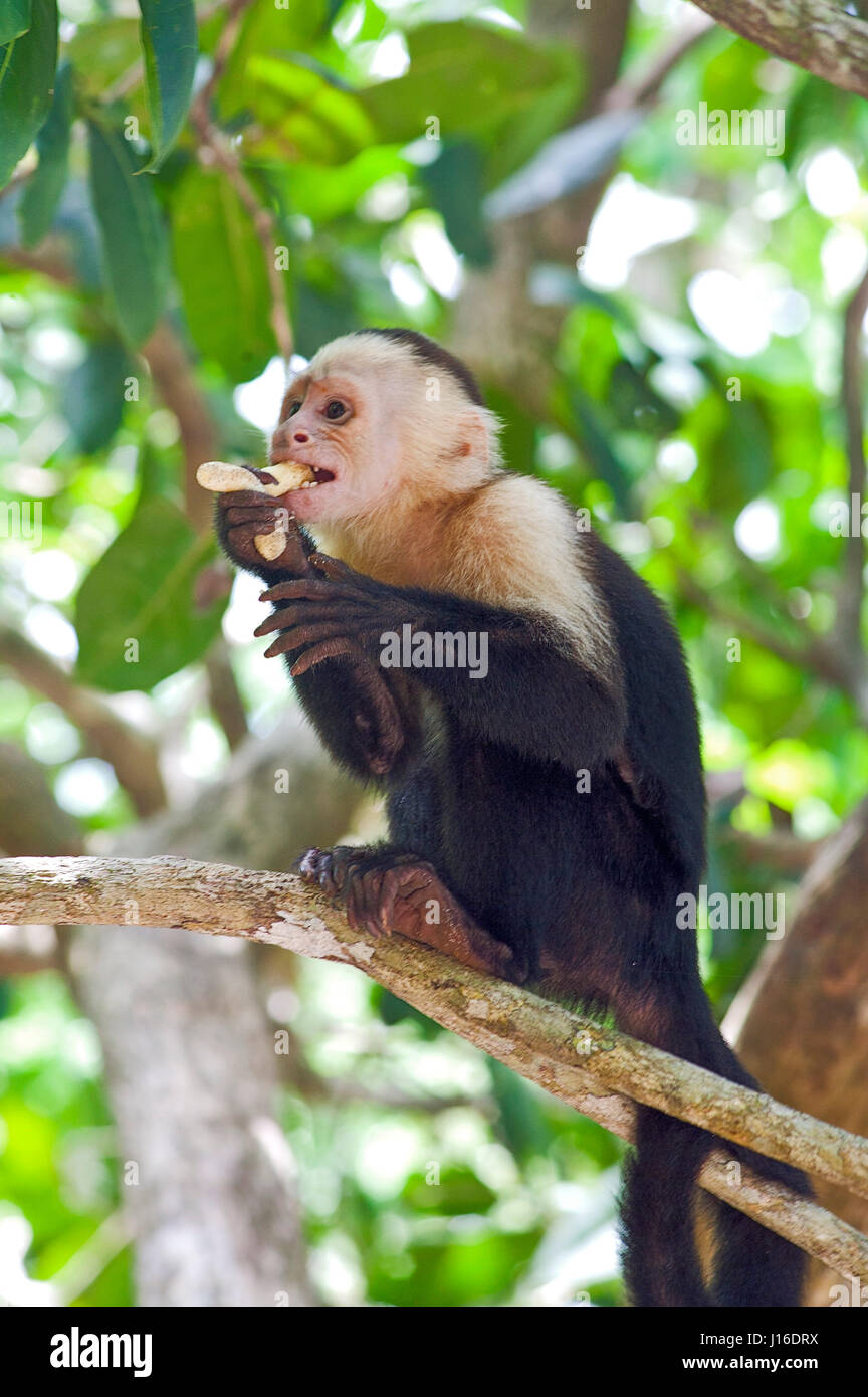 White-throated Capuchin Monkey on tree eating food at Manuel Antonio National Park, Costa Rica Stock Photo