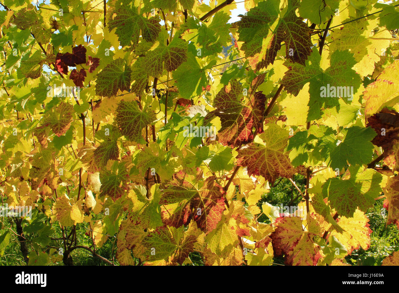 Yellow Orange And Red Autumn Leaves Germany Stock Photo Alamy yellow-orange-and-red-autumn-leaves-germany-stock-photo-alamy