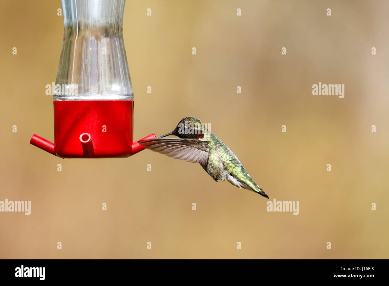 flying Anna's hummingbird at Vancouver BC Canada, Stock Photo