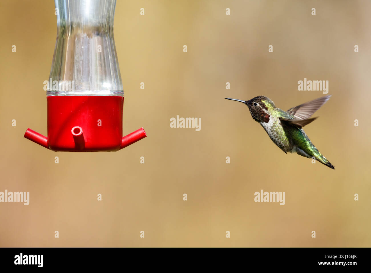 flying Anna's hummingbird at Vancouver BC Canada, Stock Photo