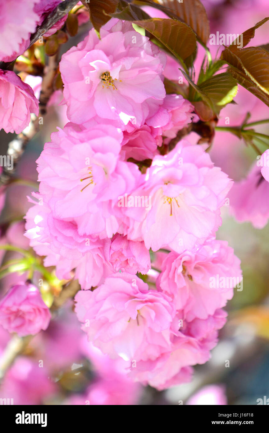 Pink Cherry blossom tree isolated in a shaded morning Sun, with dense ...