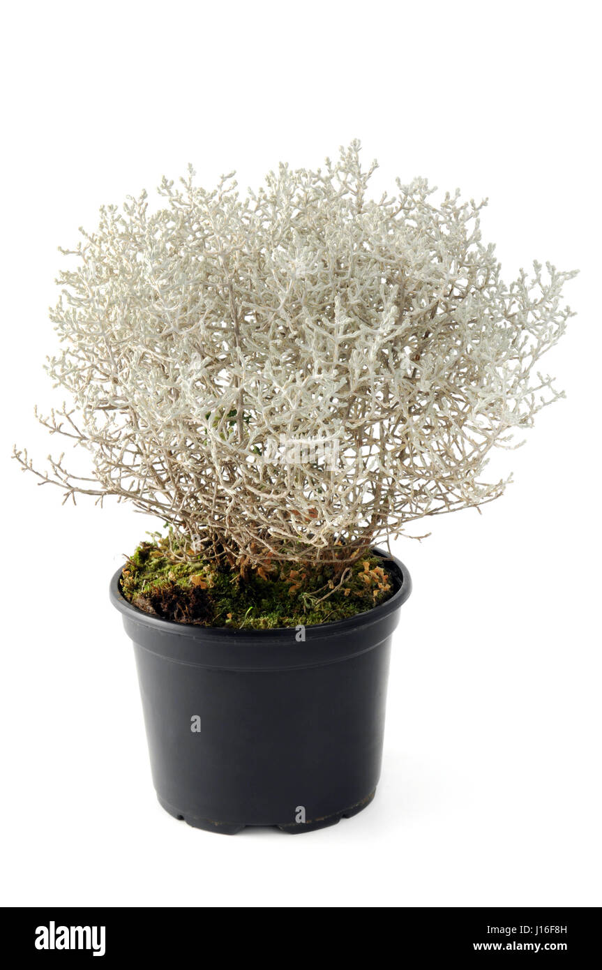 Cushion Bush (Leucophyta) also known as Leucophyta brownii potted on white isolated background Stock Photo