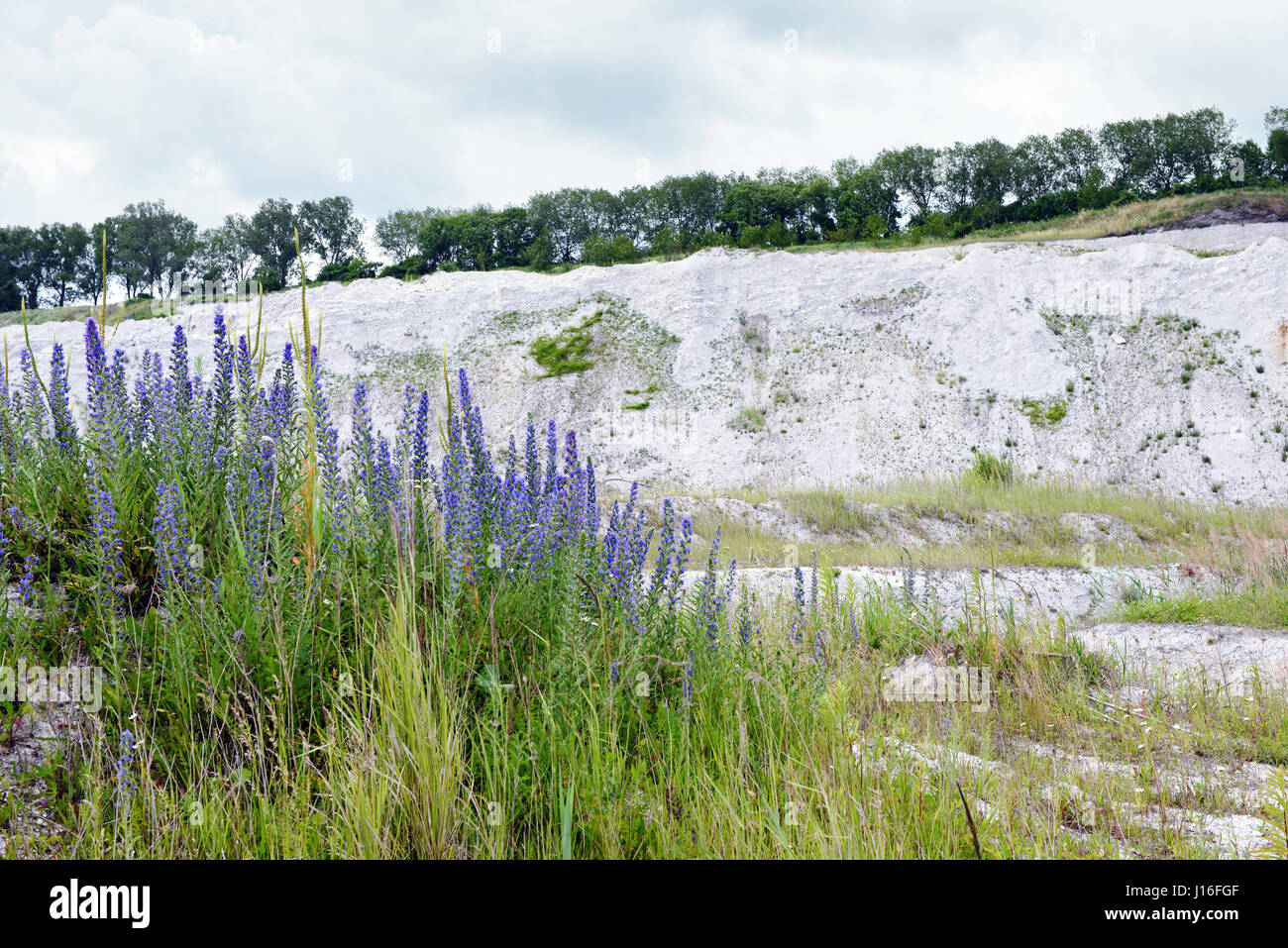 view into chalk rock quarry mine Stock Photo - Alamy