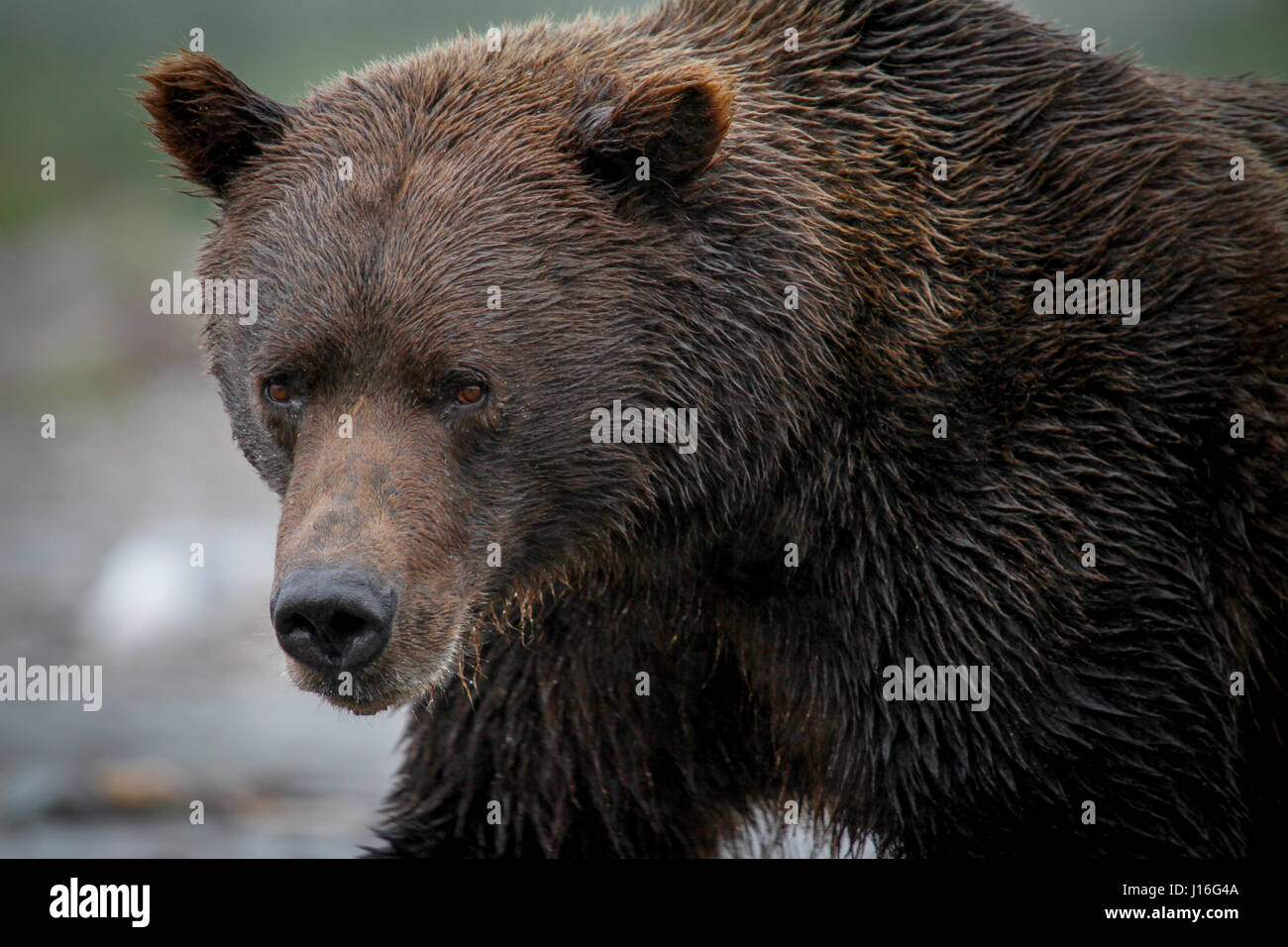 Alaskan Brown Bear, AKA Grizzly Bear in Katmai National Park Stock Photo