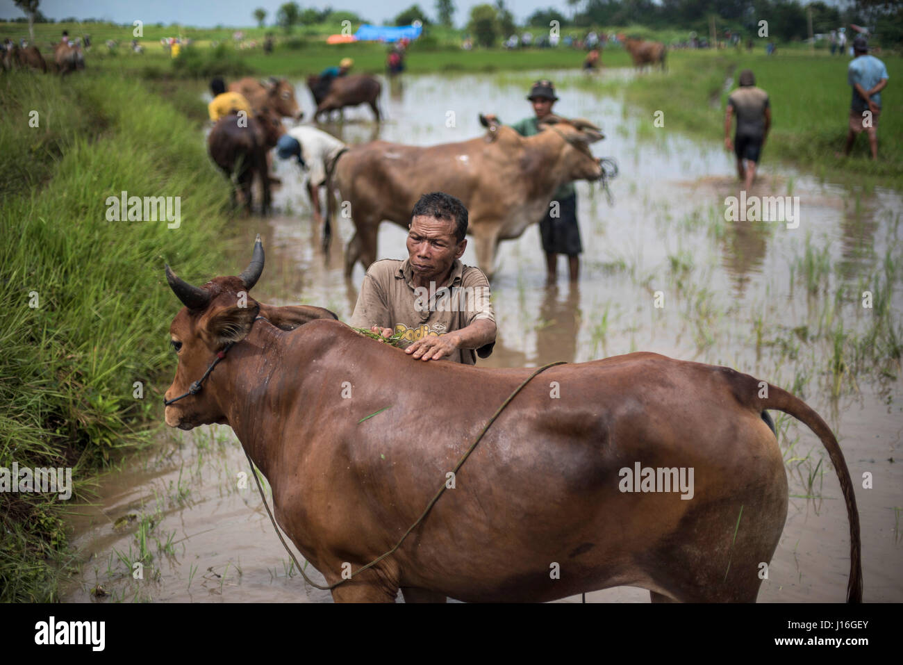 A Local Farmer Washes His Cow During The Famous Cow Race Pacu Jawi In West Sumatra Indonesia 