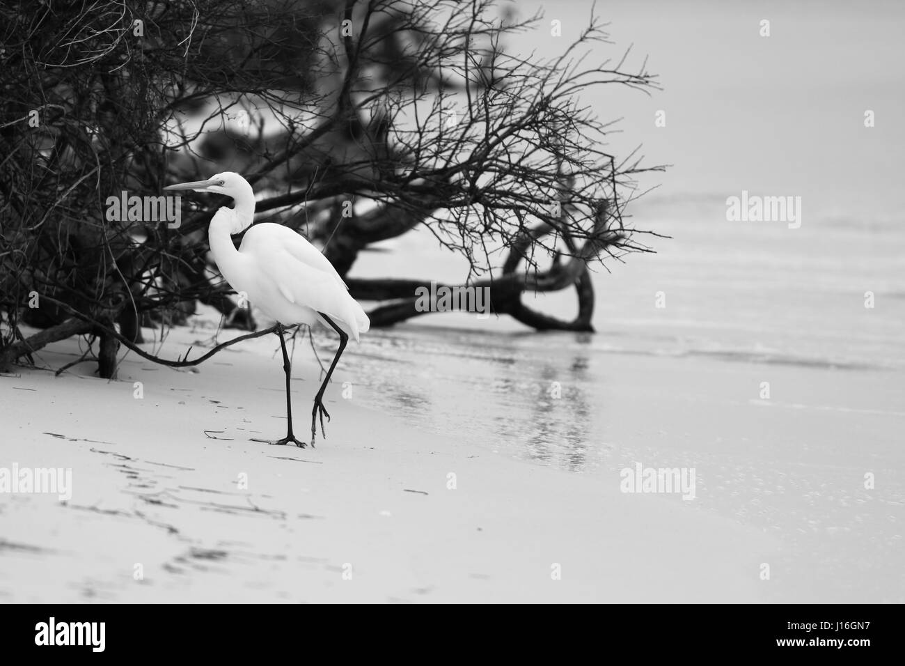 Great Egret walks on a Florida Beach, dramatic black and white Stock Photo
