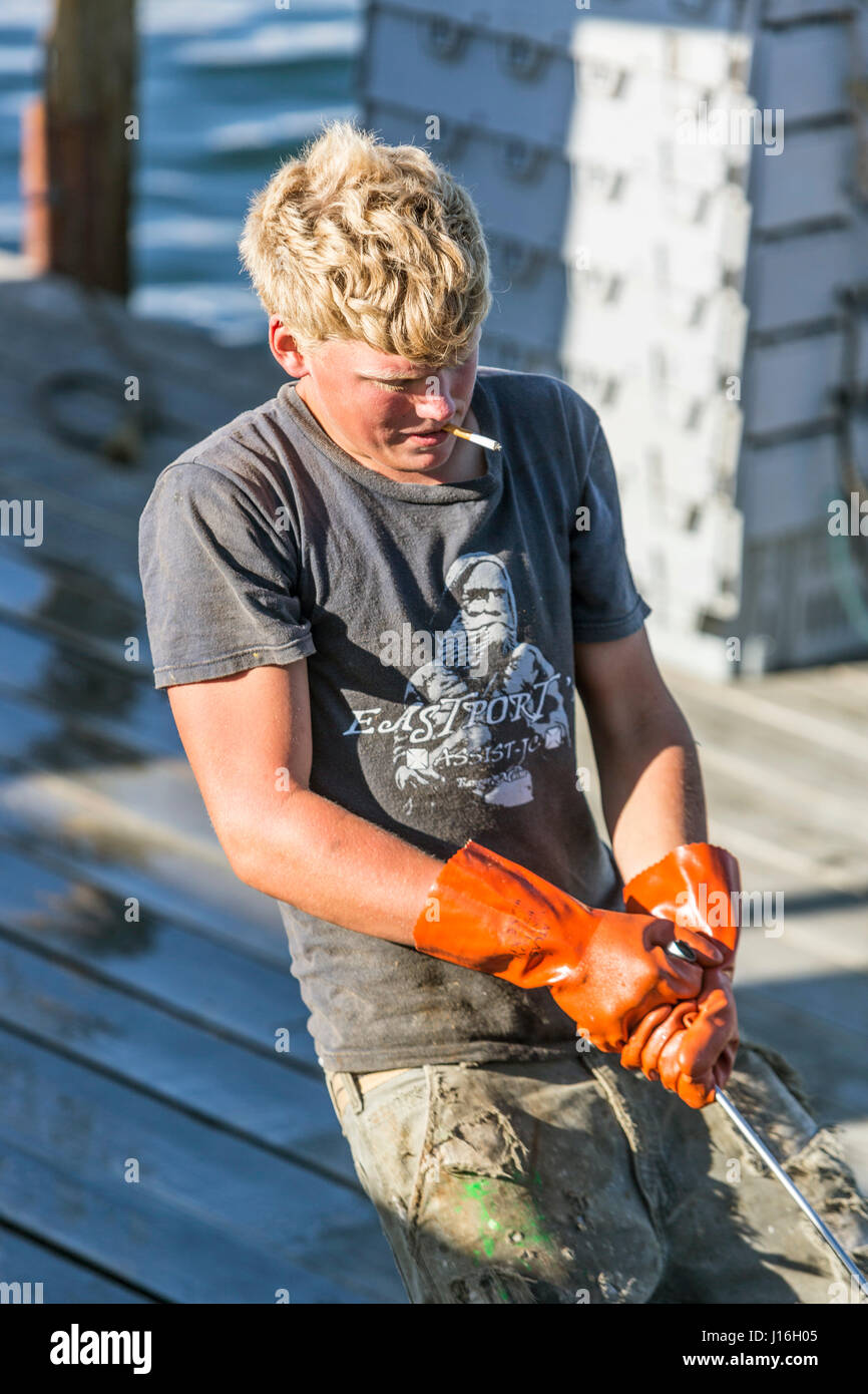 Wharf Employee Moving Bins Of Lobsters At Great Wass Lobster In Beals