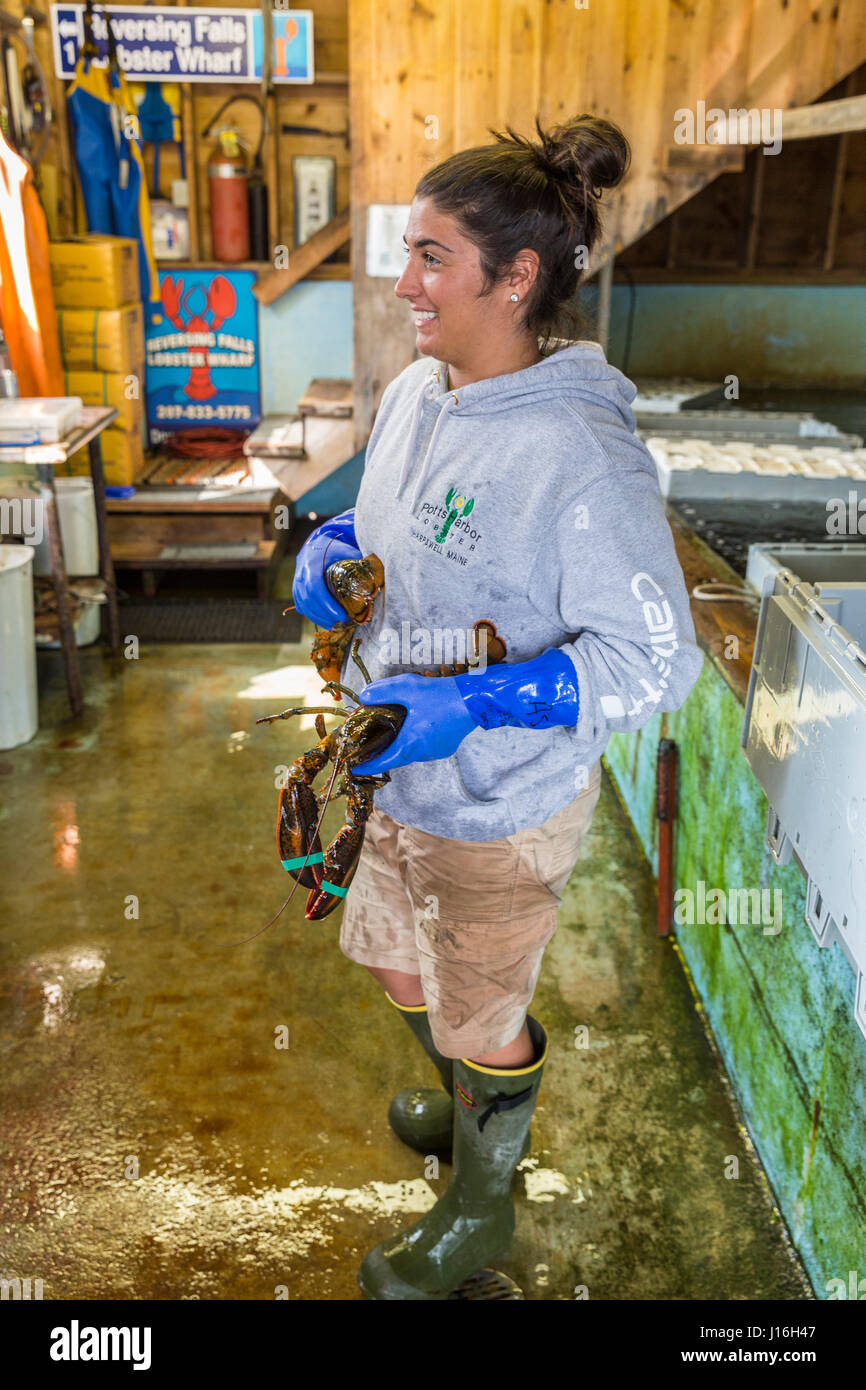 A Woman Sorting Lobster At Potts Harbor Lobster In Harpswell, Maine Stock Photo Alamy