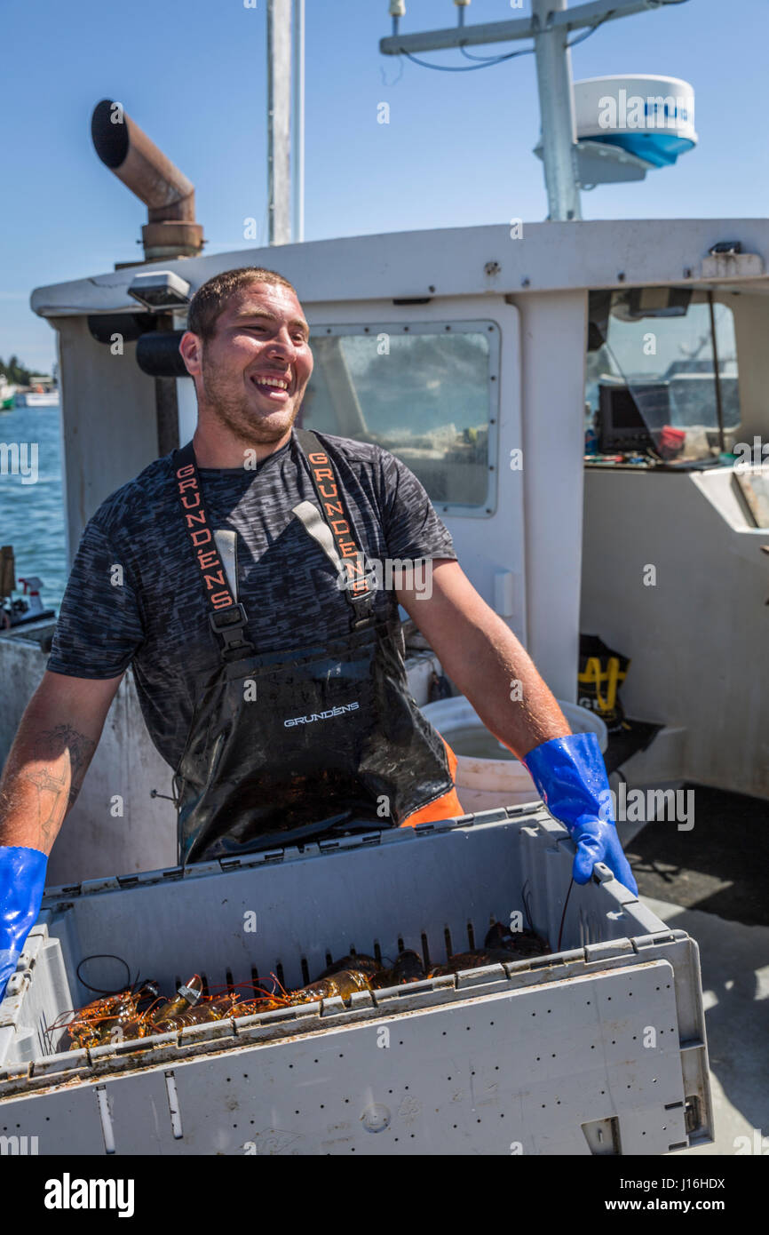 Sternman Unloads Lobster At The Vinalhaven Fishermen's Coop In Vinalhaven, Maine Stock Photo