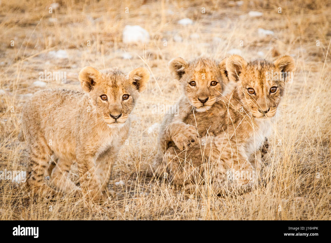 Three lion cubs being curious in Etosha National Park, Namibia Stock Photo