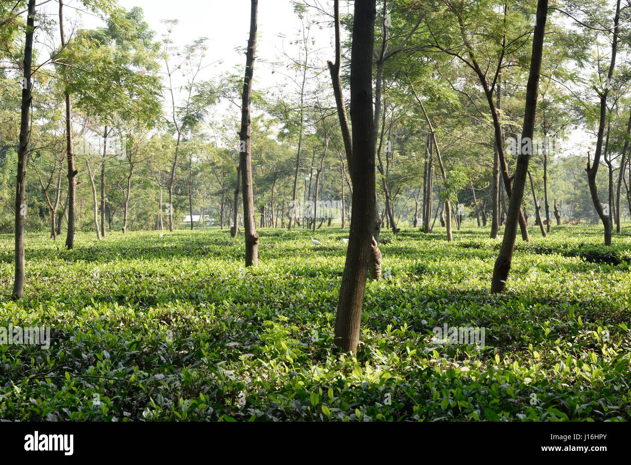 Tea Garden,Alipurdoor,West-Bengal,India Stock Photo