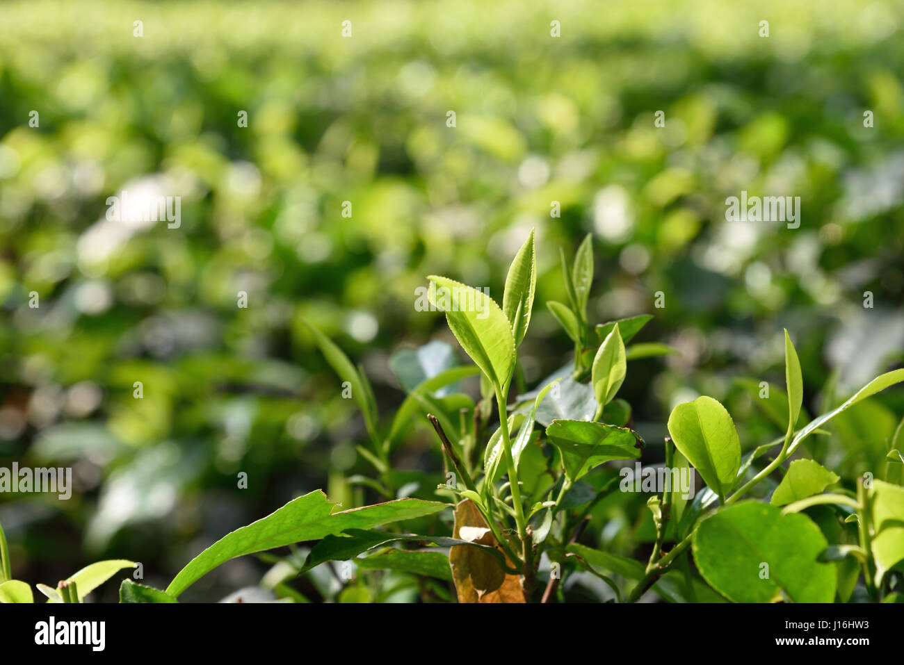 Tea Garden,Alipurdoor,West-Bengal,India Stock Photo