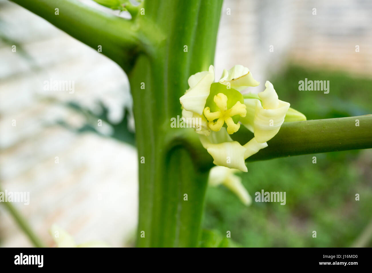 Female papaya flower on tree Stock Photo Alamy