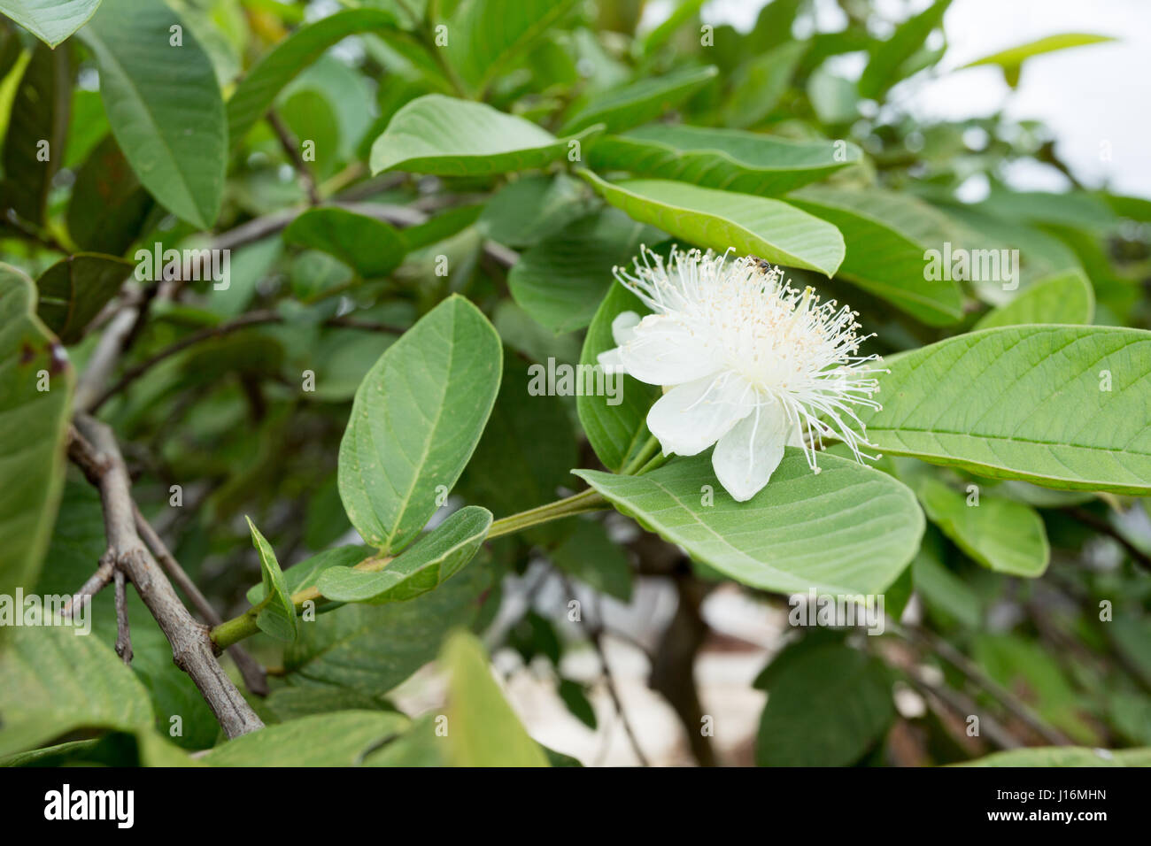 Guava flowers hires stock photography and images Alamy