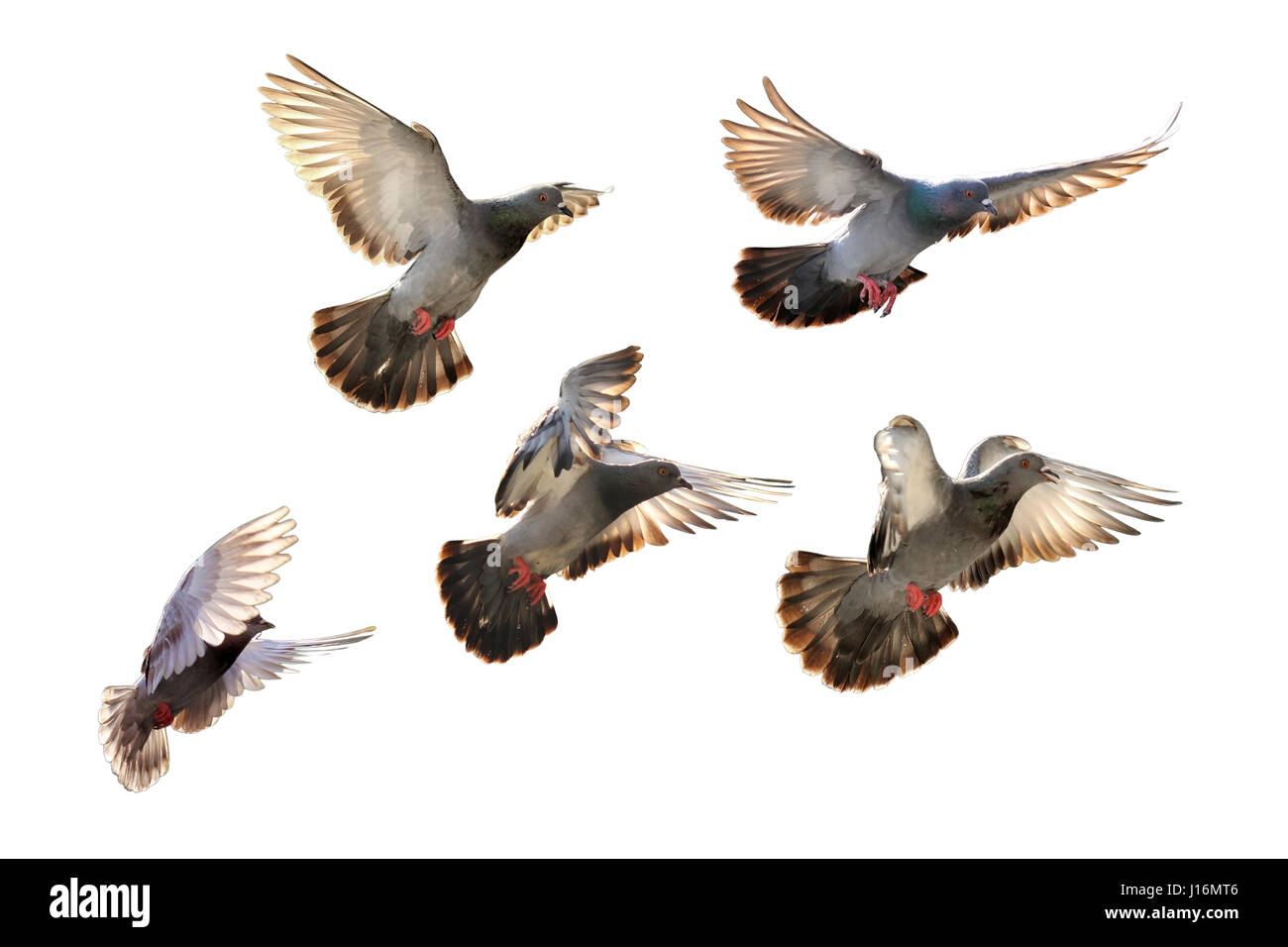 freedom bird, flying pigeon isolated on white background Stock Photo - Alamy