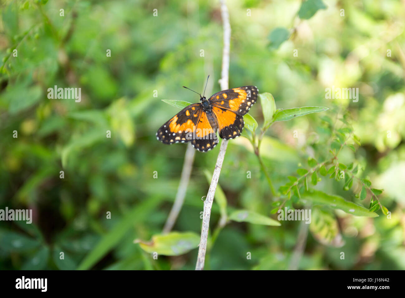 Bordered patch (Chlosyne lacinia saundersii), a.k.a. sunflower patch, butterfly on grass field, Asuncion, Paraguay Stock Photo