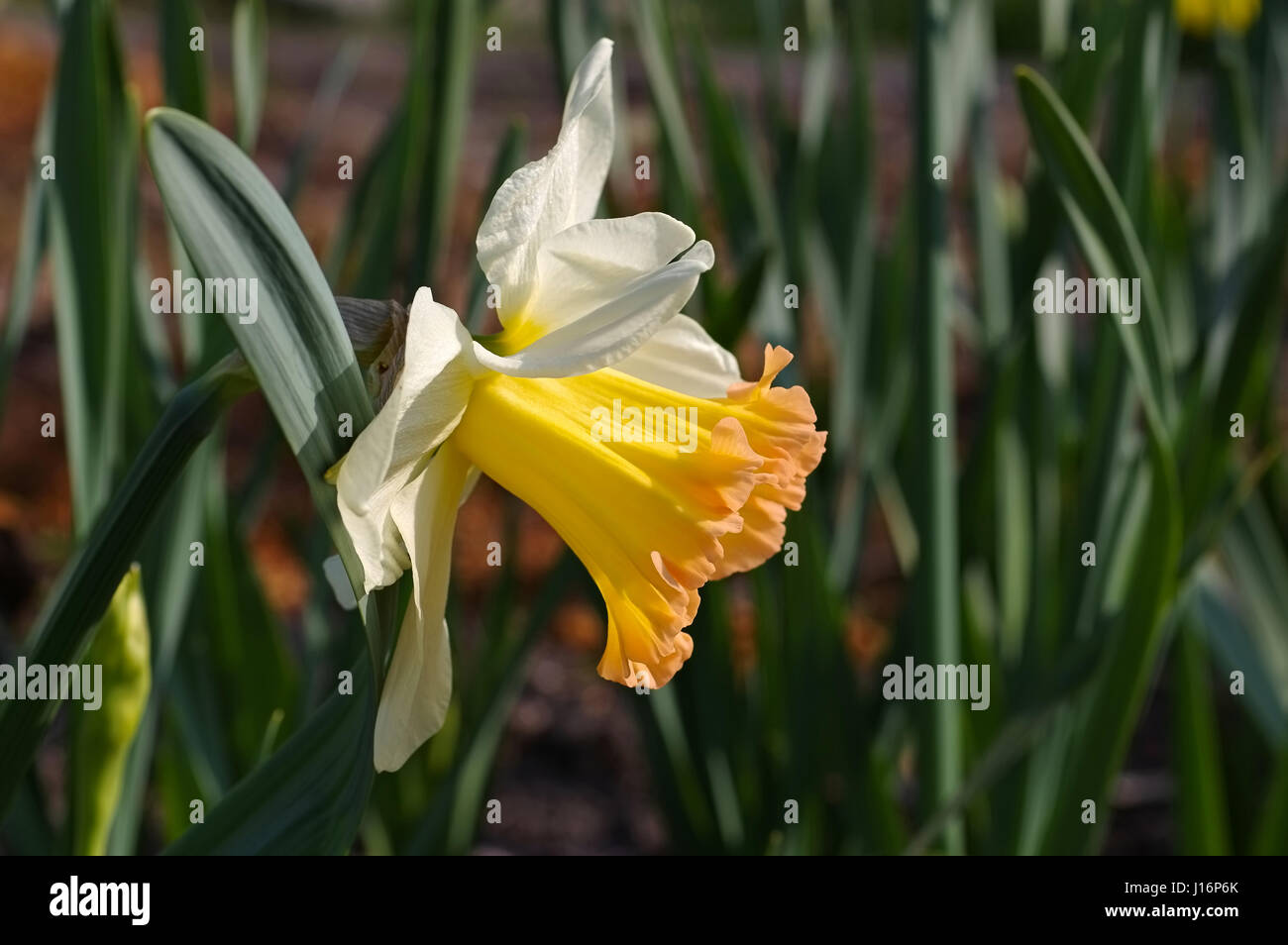 the Daffodil flower is called Salome Stock Photo Alamy
