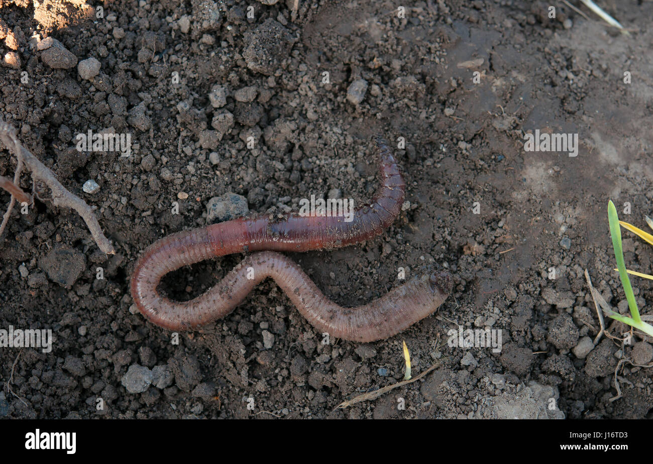 a earthworm in soil - close up shot Stock Photo