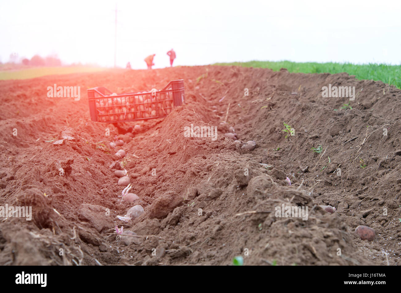 potato ridges in just before harvesting Stock Photo - Alamy