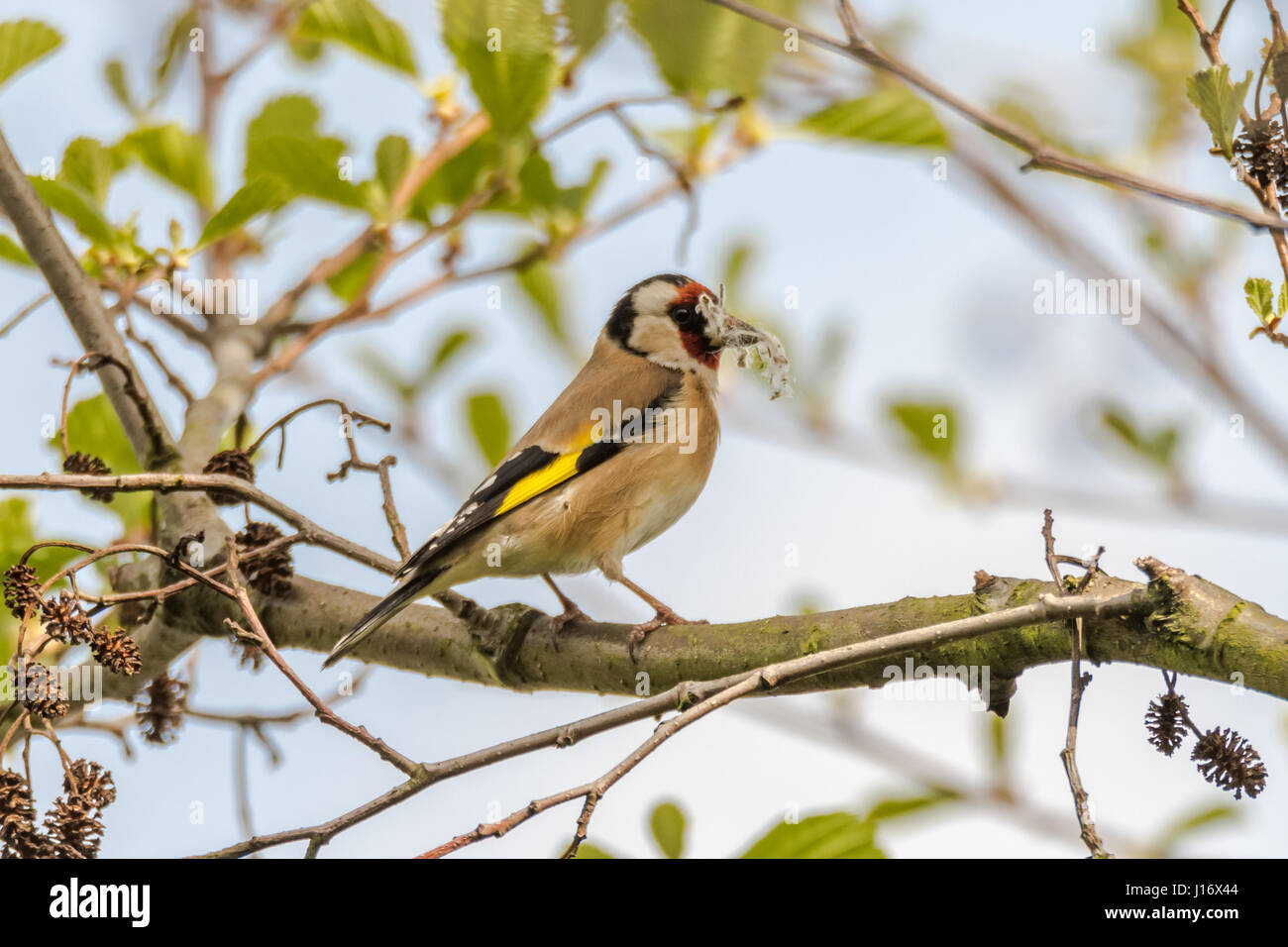 Goldfinch (Carduelis carduelis) carrying nest material. Colourful bird in the finch family (Fringillidae), soft material for nest building in beak Stock Photo