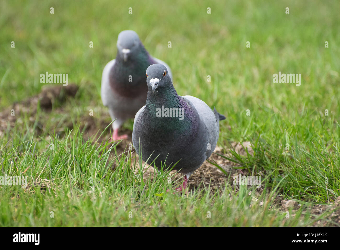2 Pigeons Walking Along Green Grass Stock Photo Alamy
