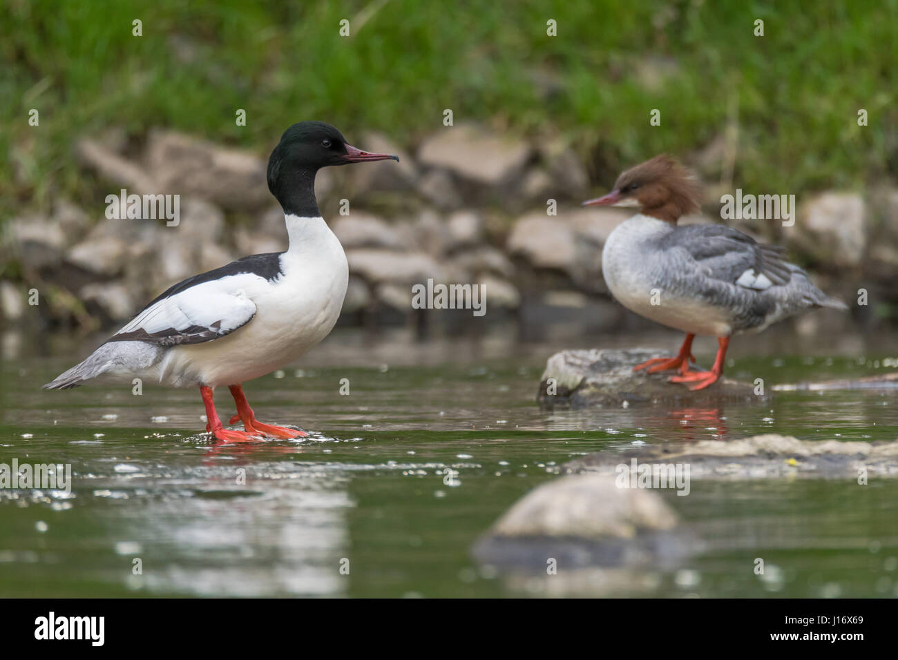 Pair of goosanders (Mergus merganser) on river. Sawbill ducks in the family Anatidae, with crests and serated bills, on the River Taff, Cardiff, UK Stock Photo