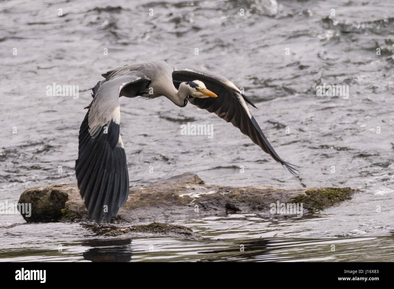 Grey heron (Ardea cinerea) in flight over river. Large bird in the family Ardeidae, moments after taking flight Stock Photo