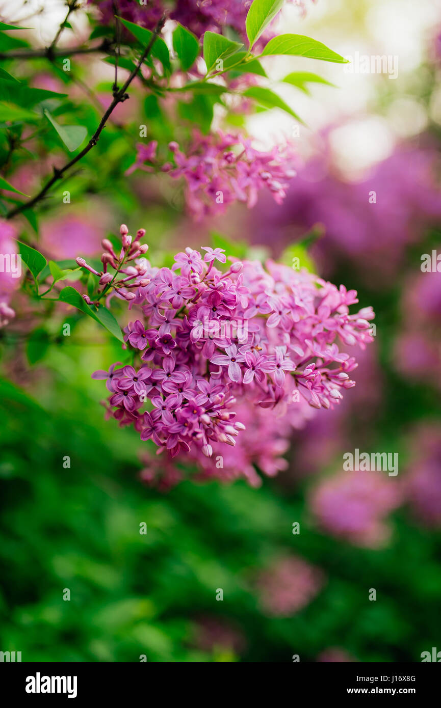Flowering branch of purple lilac on a tree Stock Photo - Alamy