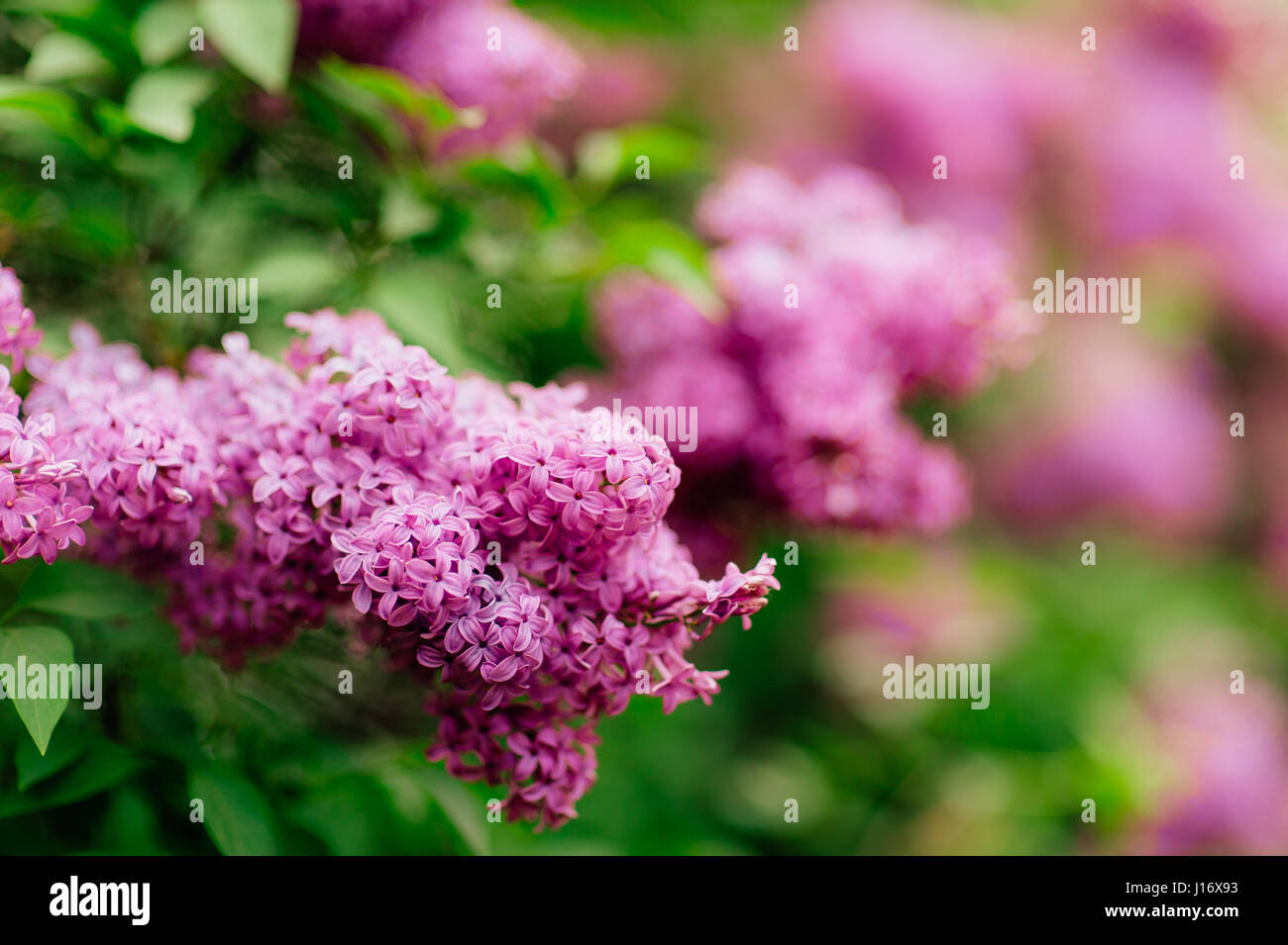 Flowering branch of purple lilac on a tree Stock Photo - Alamy