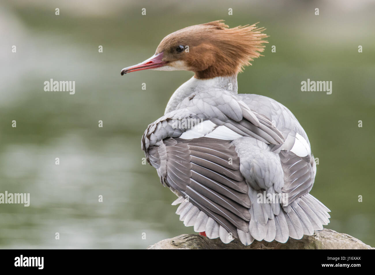 Goosander (Mergus merganser) female showing crest. Sawbill duck in the family Anatidae, with crest and serated bill, on the River Taff, Cardiff, UK Stock Photo