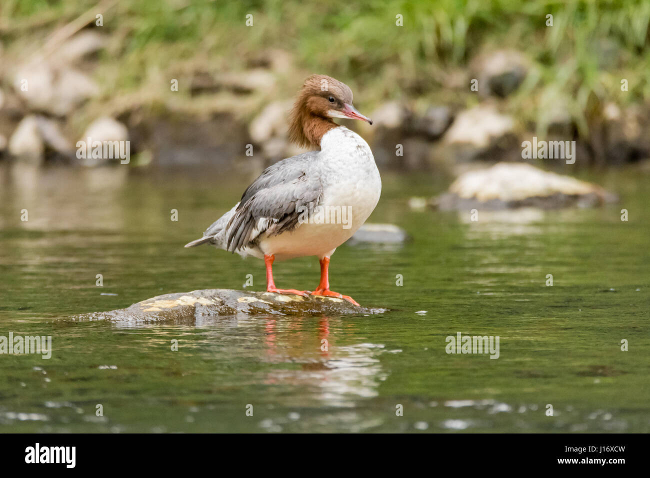 Goosander (Mergus merganser) female. Sawbill duck in the family Anatidae, with crest and serated bill, on the River Taff, Cardiff, UK Stock Photo