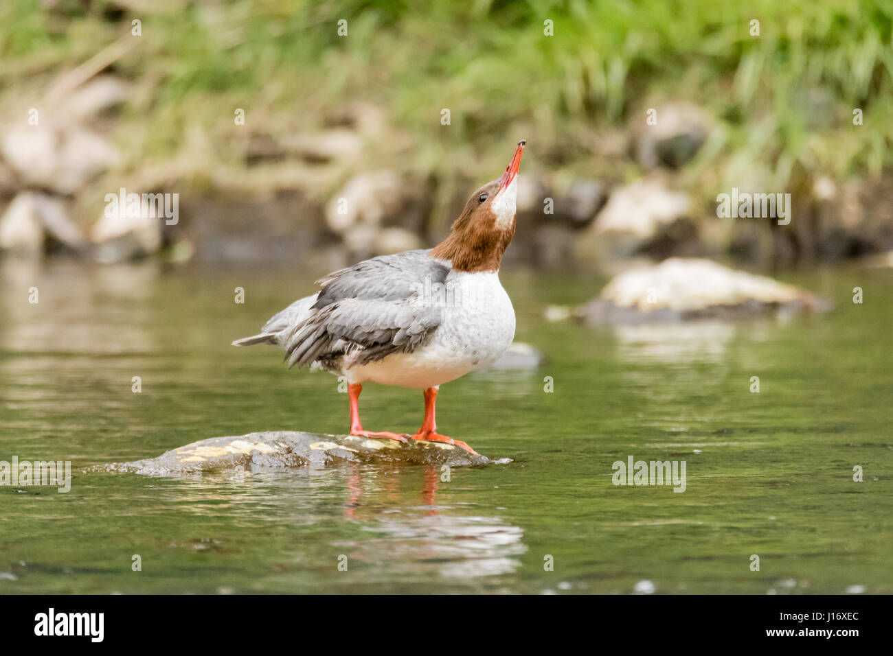 Goosander (Mergus merganser) female drinking. Sawbill duck in the family Anatidae, with crest and serated bill, on the River Taff, Cardiff, UK Stock Photo