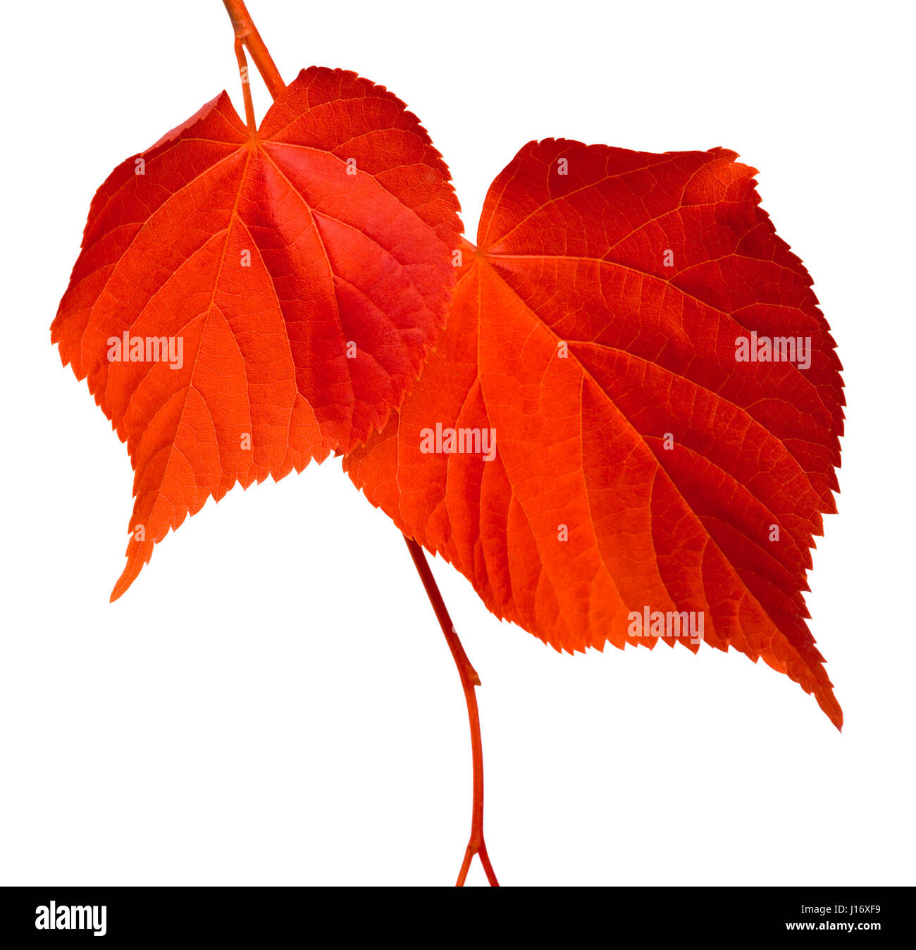 Red Lind Tree Red linden-tree leafs isolated on white background Stock Photo - Alamy