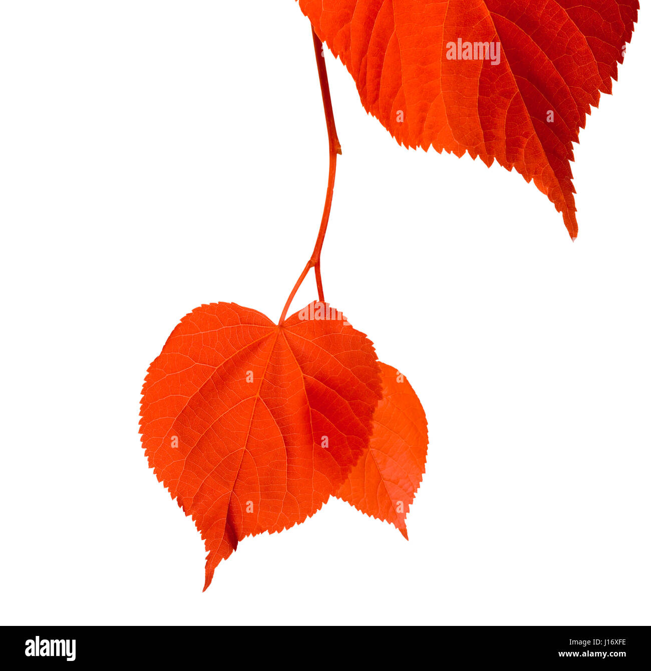Red Lind Tree Red linden-tree leafs isolated on white background with copy space ...