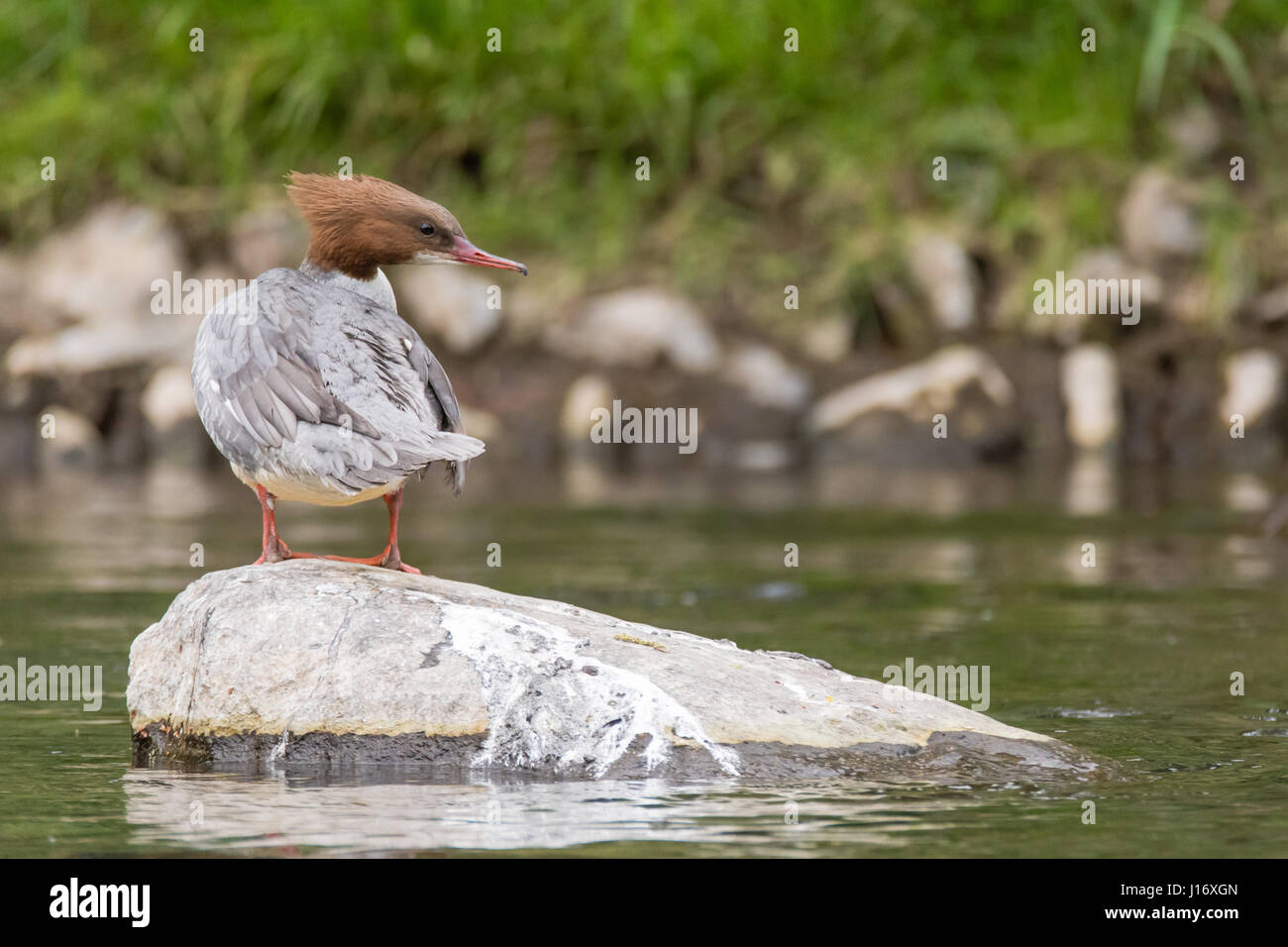 Goosander (Mergus merganser) female on rock. Sawbill duck in the family Anatidae, with crest and serated bill, on the River Taff, Cardiff, UK Stock Photo